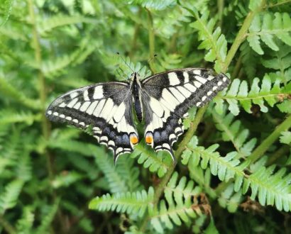 Einheimischer Schmetterling(1)(1)